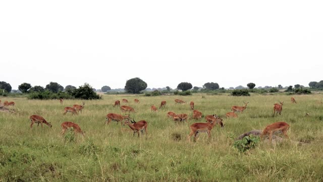Large Antelope Herd Grazing Plain