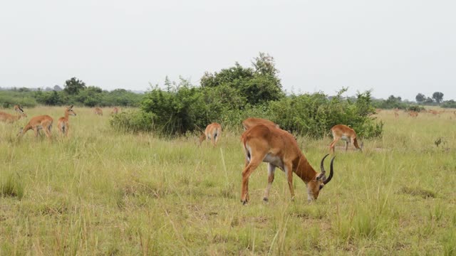 Antelope Buck Grazing Before Herd