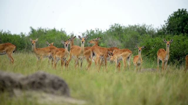 Antelope Herd Alert Behind Mound