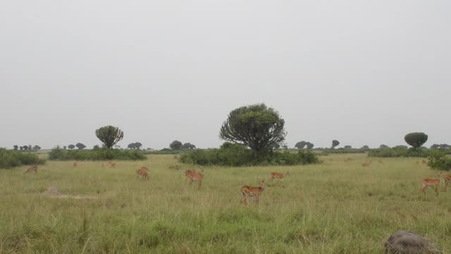 Antelope Dotted Across Hazy Plain