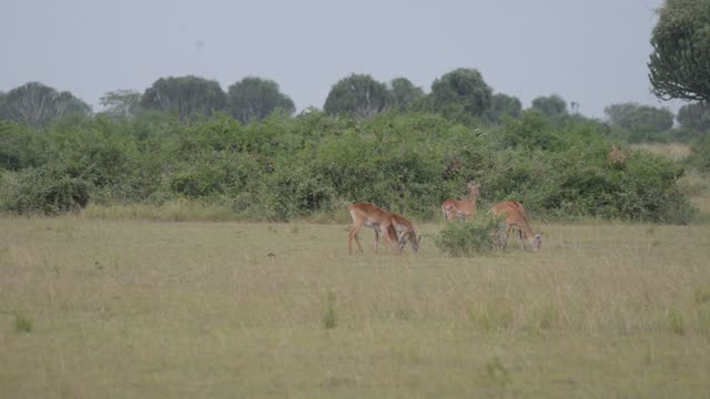 Antelope Grazing Near Bush Wall
