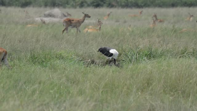 Stork Foraging Among Grazing Antelope