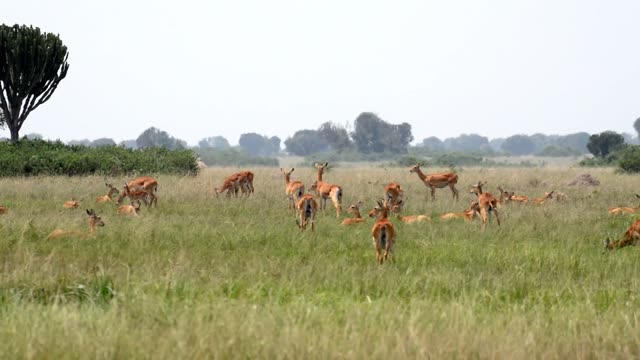 Antelope Herd Resting Green Savanna