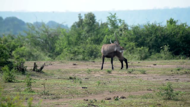 Waterbuck Crossing Open Bare Ground