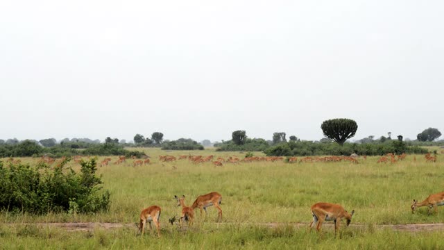Vast Antelope Herd Grazing Plain