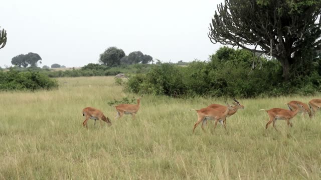 Antelope Walking Past Candelabra Tree