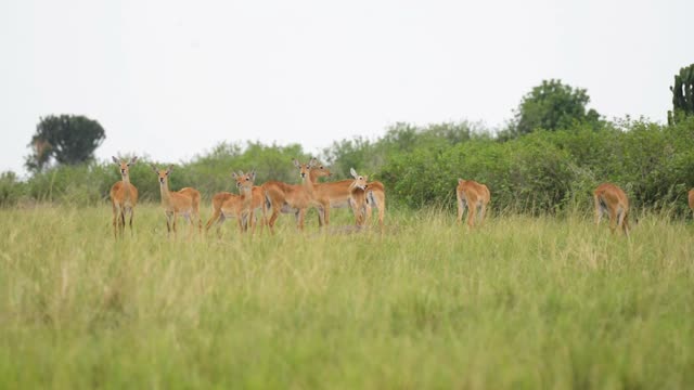 Antelope Group Alert In Long Grass