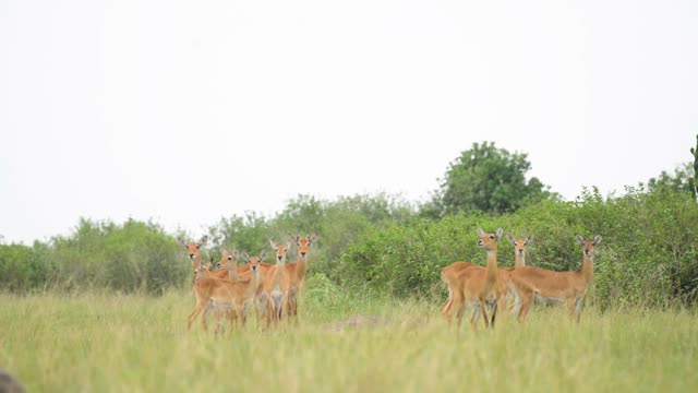 Antelope Herd Watching From Grassland
