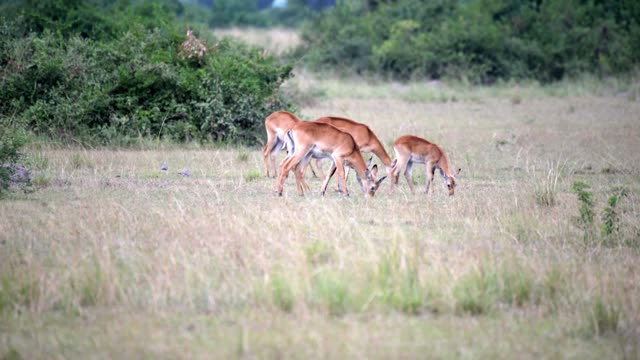 Antelope Feeding Along Dry Bush Edge