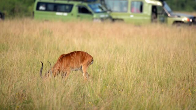 Antelope Grazing Before Safari Vans