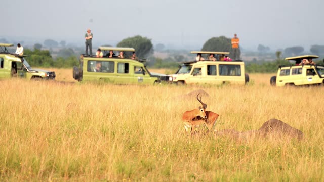 Antelope Buck Watched By Safari Convoy