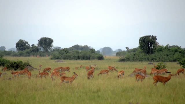 Antelope Herd Drifting Across Field