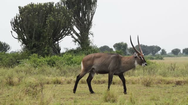 Waterbuck Bull Walking Past Euphorbia