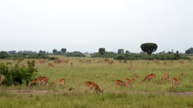 Antelope Grazing Across Wide Grassland