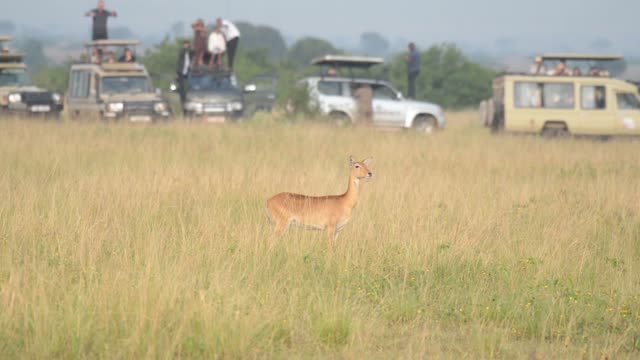 Lone Antelope Before Tourist Vehicles