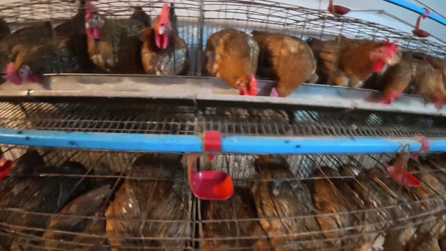 Chicken Farm Feed Storage