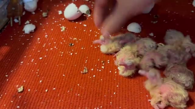 Newly Hatched Baby Pigeons