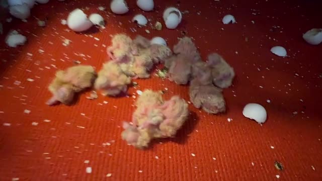 Newly Hatched Baby Pigeons