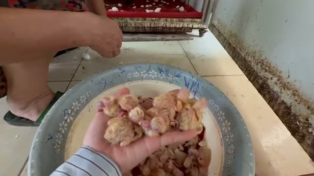 Sorting Young Pigeons
