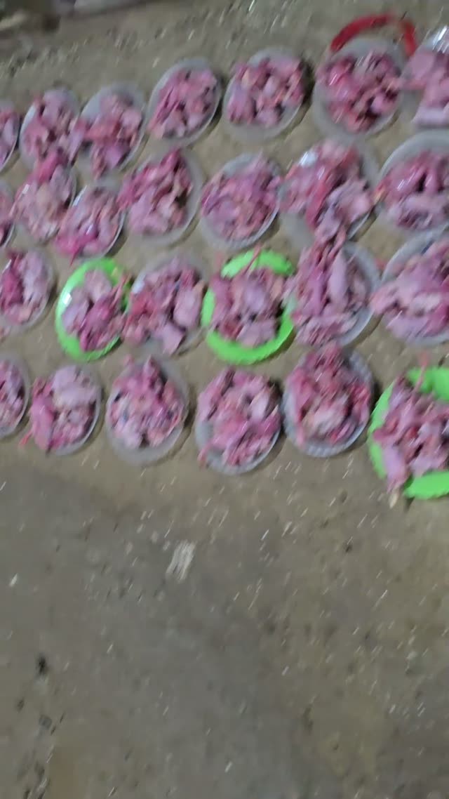 Rows Of Snake Cages