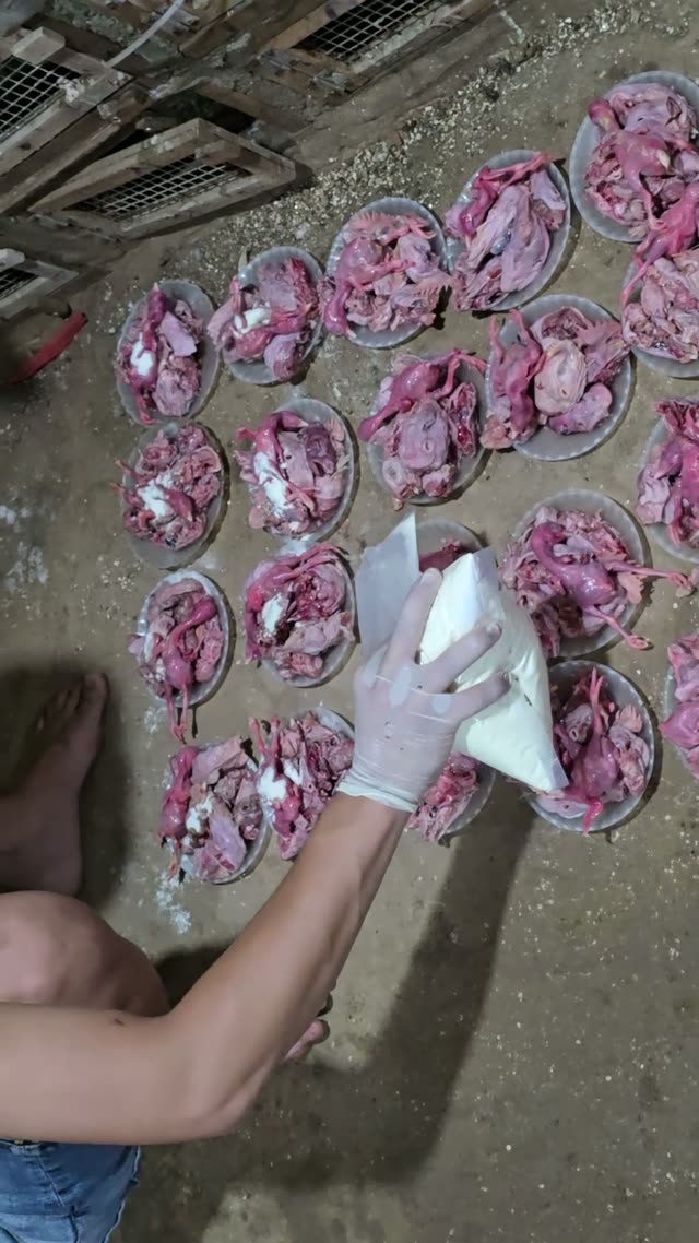 Snake Farm Feeding Time
