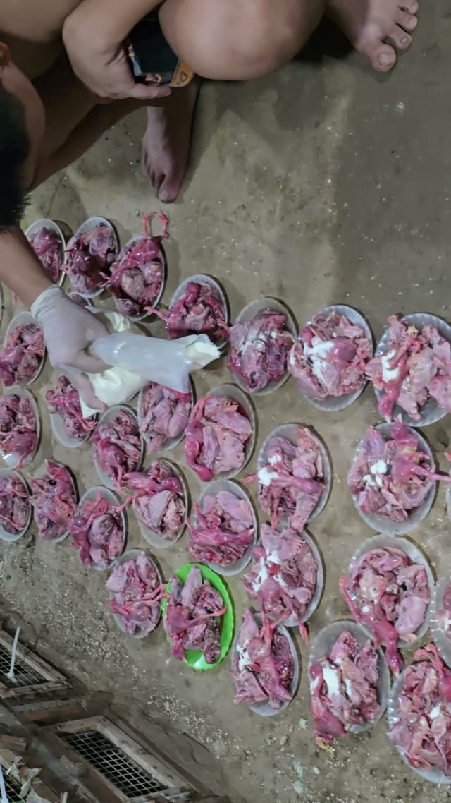 Snake Farm Feeding Time