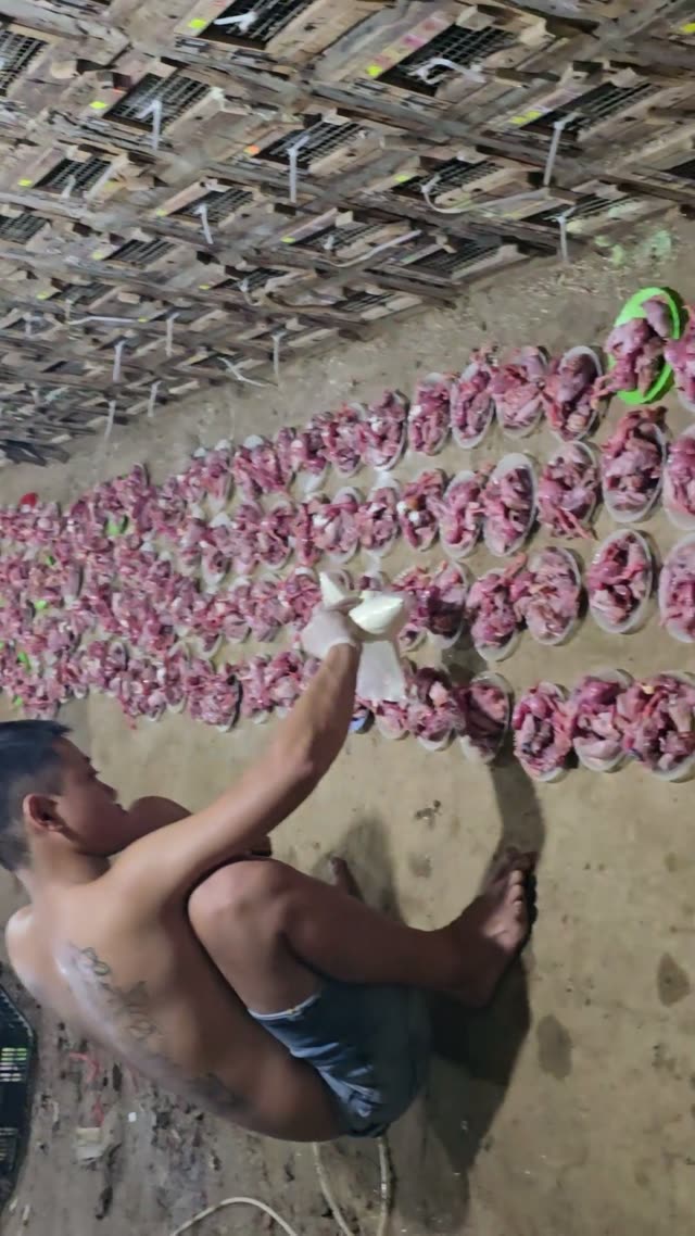 Snake Farm Feeding Time