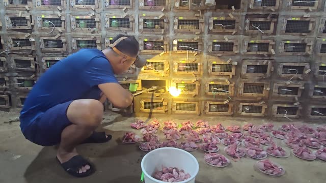 Feeding Bamboo Rats In Cages