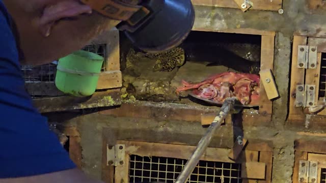 Feeding Bamboo Rats In Cages