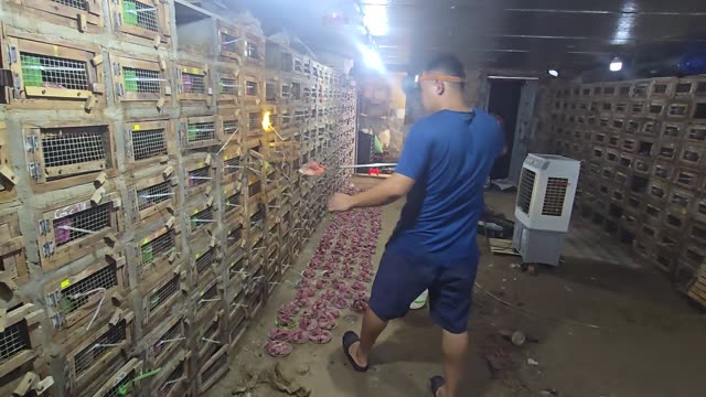 Feeding Bamboo Rats In Cages