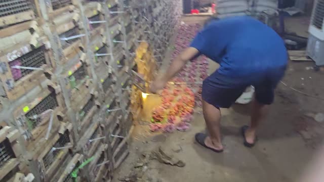 Feeding Bamboo Rats In Cages