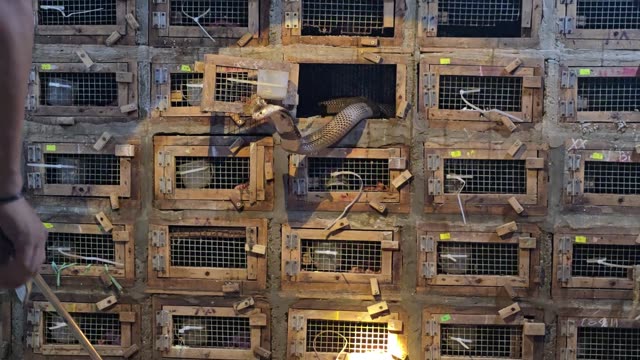 Feeding Bamboo Rats In Cages