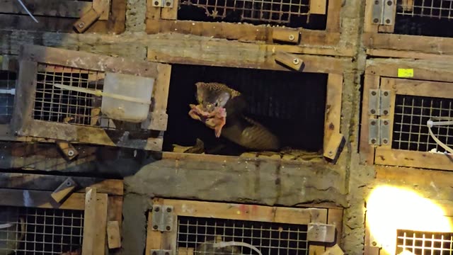 Feeding Bamboo Rats In Cages