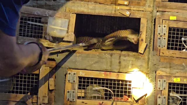 Feeding Bamboo Rats In Cages
