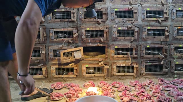 Feeding Bamboo Rats In Cages
