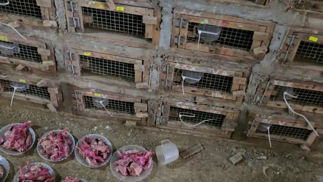 Feeding Bamboo Rats In Cages