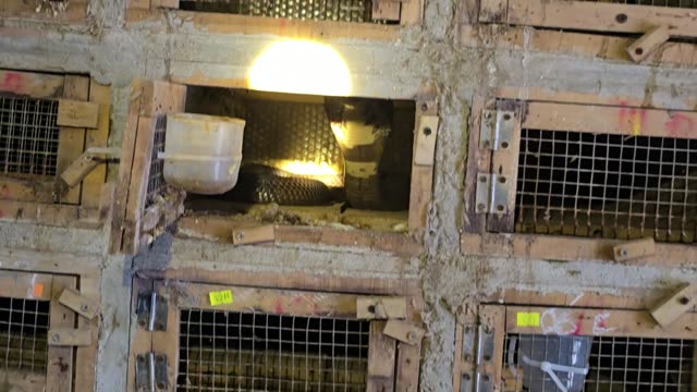 Feeding Bamboo Rats In Cages