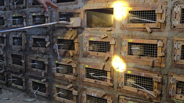 Feeding Bamboo Rats In Cages