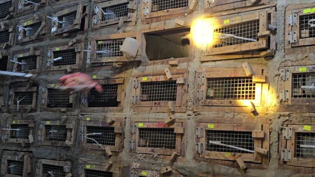 Feeding Bamboo Rats In Cages