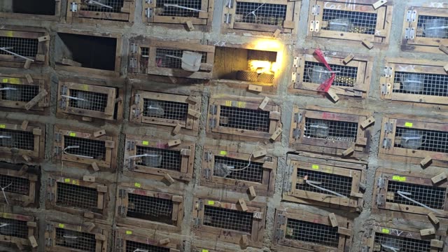 Feeding Bamboo Rats In Cages