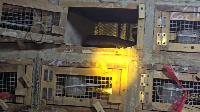 Feeding Bamboo Rats In Cages