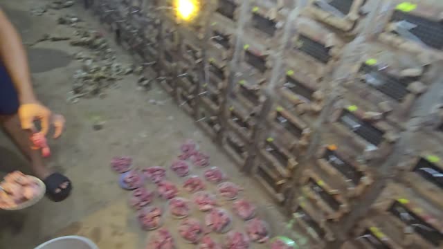 Feeding Bamboo Rats In Cages