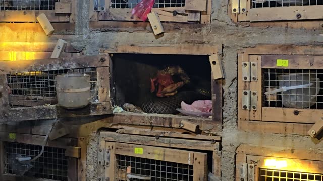 Feeding Bamboo Rats In Cages