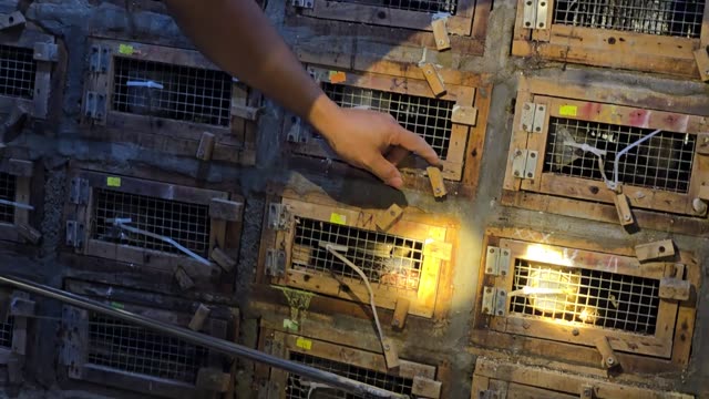 Feeding Bamboo Rats In Cages