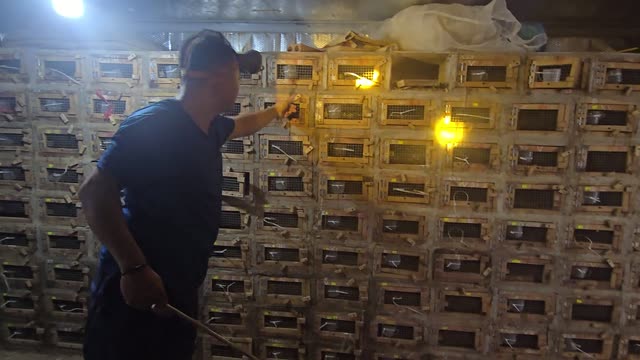 Feeding Bamboo Rats In Cages