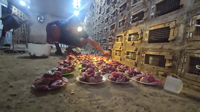 Feeding Bamboo Rats In Cages