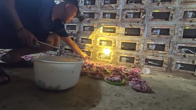 Feeding Bamboo Rats In Cages