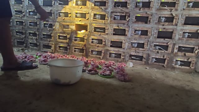 Feeding Bamboo Rats In Cages
