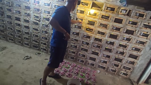Feeding Bamboo Rats In Cages