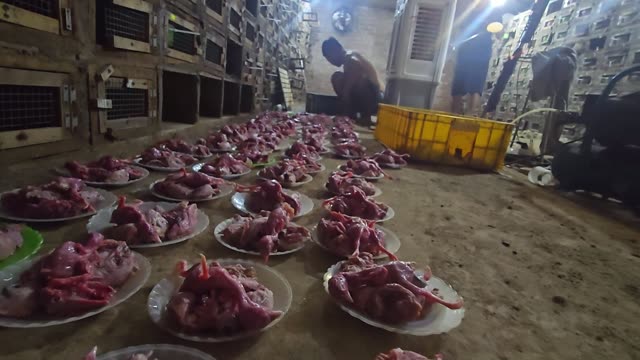 Feeding Bamboo Rats In Cages